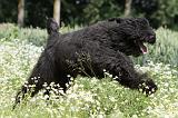 BOUVIER DES FLANDRES 027